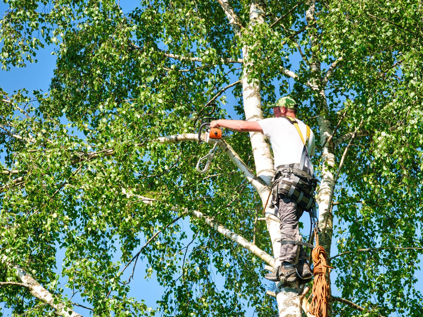 Professional tree trimming, pruning, and removal service in The Woodlands, TX